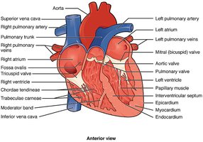 Anterior view of the heart with labeled structures