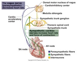 Innervation of the heart by sympathetic and parasympathetic fibers