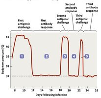 Graph showing relapsing fever temperature pattern