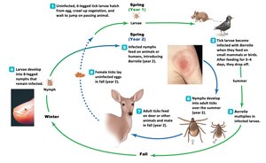 Life cycle of Ixodes tick and Lyme disease transmission
