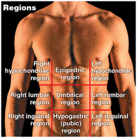 Abdominopelvic regions