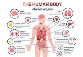 Diagram of internal organs in the human body