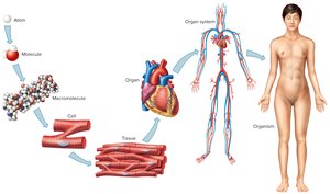 Levels of organization from atom to organism
