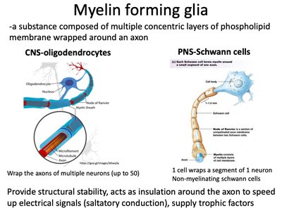 Myelin forming glia: oligodendrocytes and Schwann cells