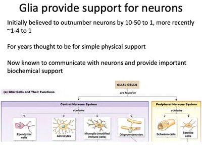 Types of glial cells and their functions