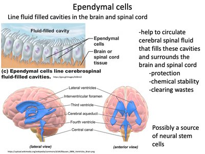 Ependymal cells and cerebrospinal fluid