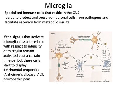 Microglia function and activation