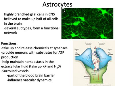 Astrocyte structure and function