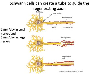 Schwann cell guided axon regeneration