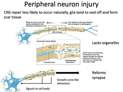 Peripheral neuron injury and repair