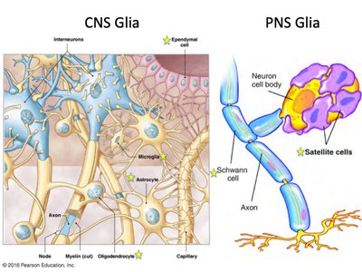 CNS and PNS glia comparison