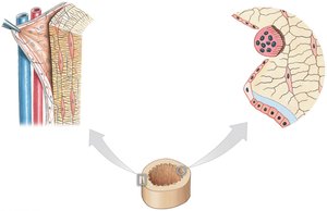 Appositional growth at the periosteum and endosteum