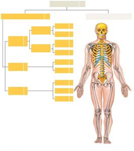 Axial skeleton components