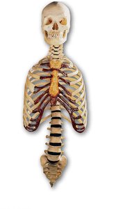 Anterior and posterior views of the axial skeleton