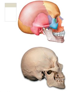 Major sutures of the skull