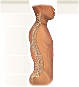 Spinal curves and vertebral regions
