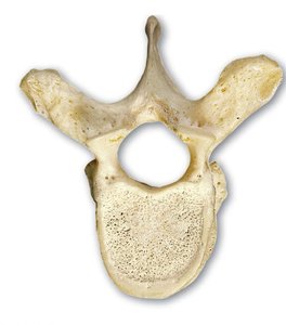 Thoracic vertebra, superior view