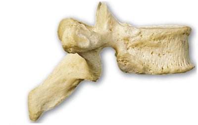 Thoracic vertebra, lateral view