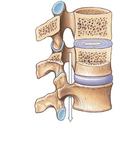 Sectional view of articulated vertebrae