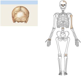 Sutural bones in the skull