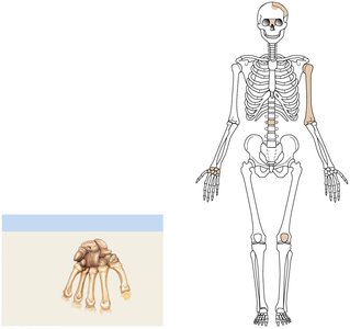 Short bones (carpals)