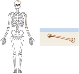 Long bone (humerus)