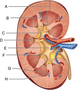 Internal anatomy of the kidney