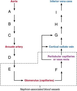 Renal blood flow pathway