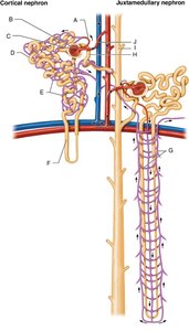 Nephron and associated structures