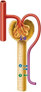 Three major renal processes