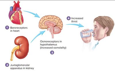 Diagram of thirst regulation mechanisms