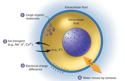 Diagram of factors affecting ICF composition