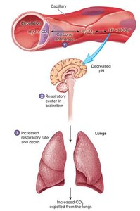 Diagram of renal regulation of acid-base balance