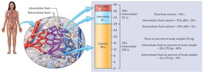 Diagram of body fluid compartments and their volumes