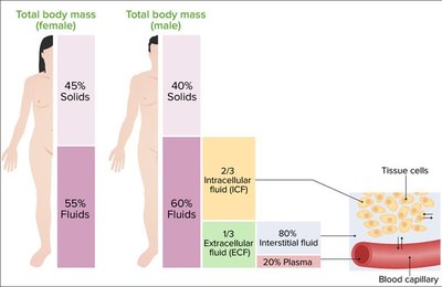 Distribution of body fluids in males and females