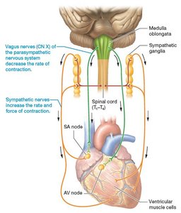 Diagram of nervous regulation of the heart
