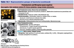 Table of Nitrospirae