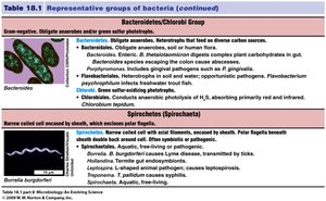 Table of Bacteroidetes/Chlorobi Group
