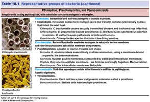 Table of Chlamydiae, Planctomycetes, and Verrucomicrobia