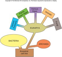 Archaeal phylogenetic tree
