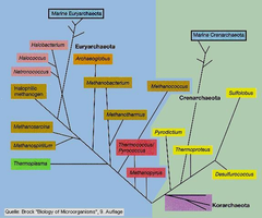 Archaeal phylogenetic tree
