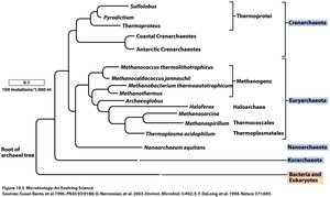Archaeal phylogenetic tree