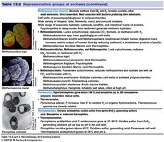 Halobacterium image
