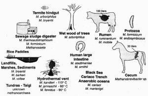 Table of Euryarchaeota