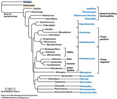 Bacterial phylogenetic tree