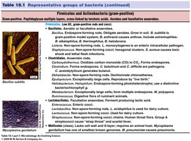 Table of Firmicutes and Actinobacteria