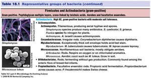 Table of Actinobacteria