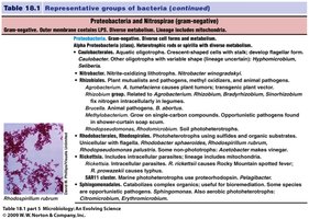 Table of Proteobacteria and Nitrospirae