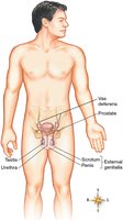 Labeled diagram of the male reproductive system