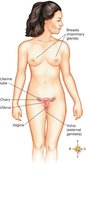Labeled diagram of the female reproductive system